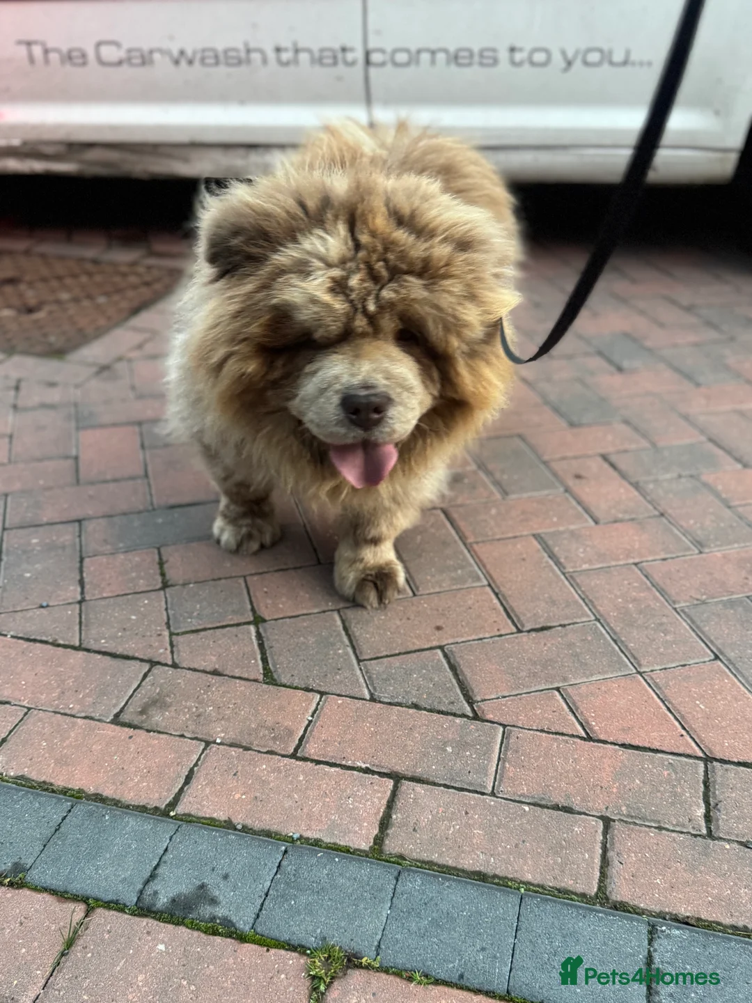 Chow Chow dogs for stud: CASH LILAC MERLE CHOW CHOW STUD  in Bradford - Advert 7