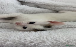 Domestic Shorthair cats for sale: Female kittens  - Image 7