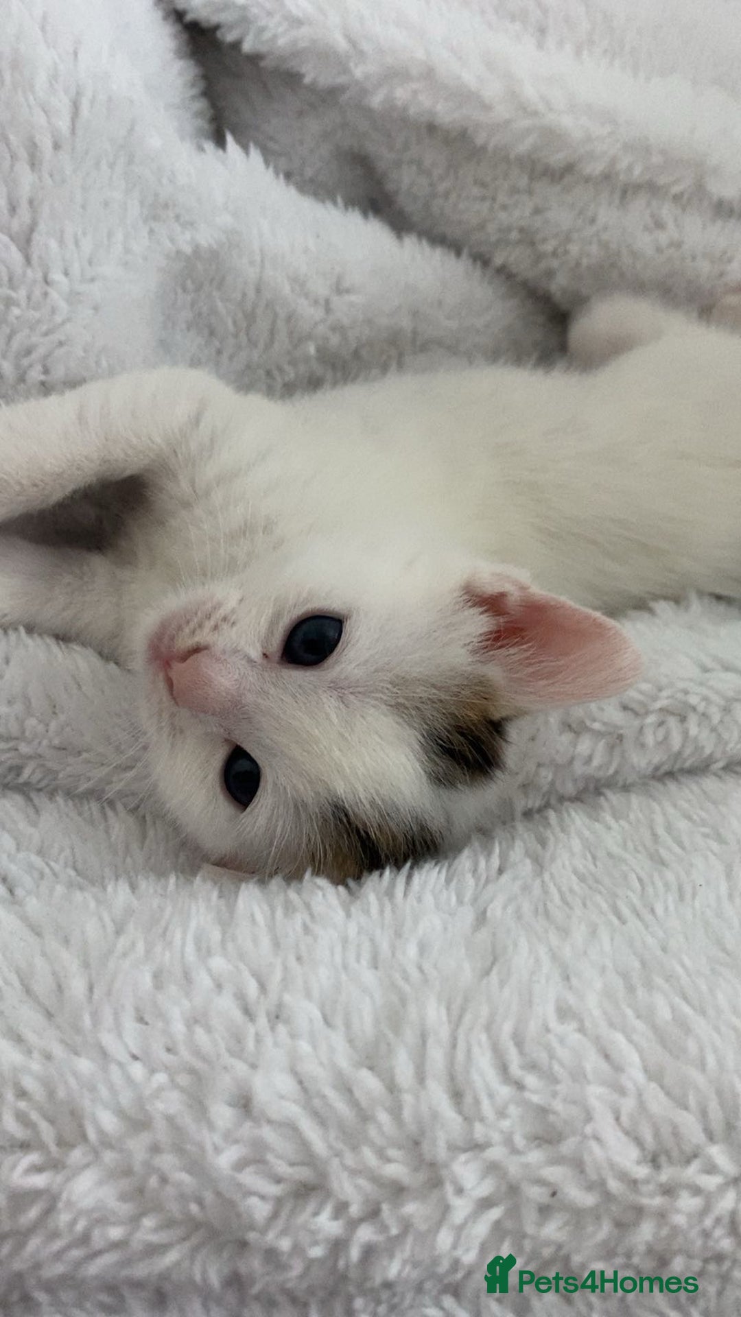 Domestic Shorthair cats for sale: Female kittens  - Image 7