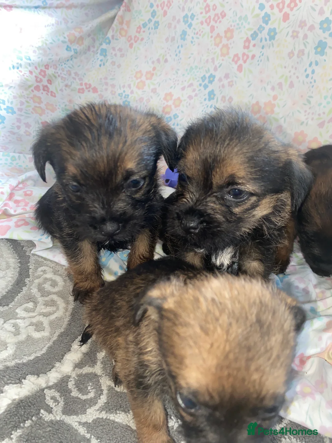 Border Terrier dogs for sale: 4 beautiful border terrier boys left  - Advert 29