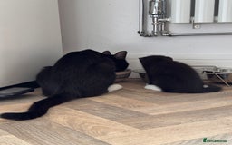 Mixed Breed cats for sale: Tuxedo kitten looking for a new home - Image 3