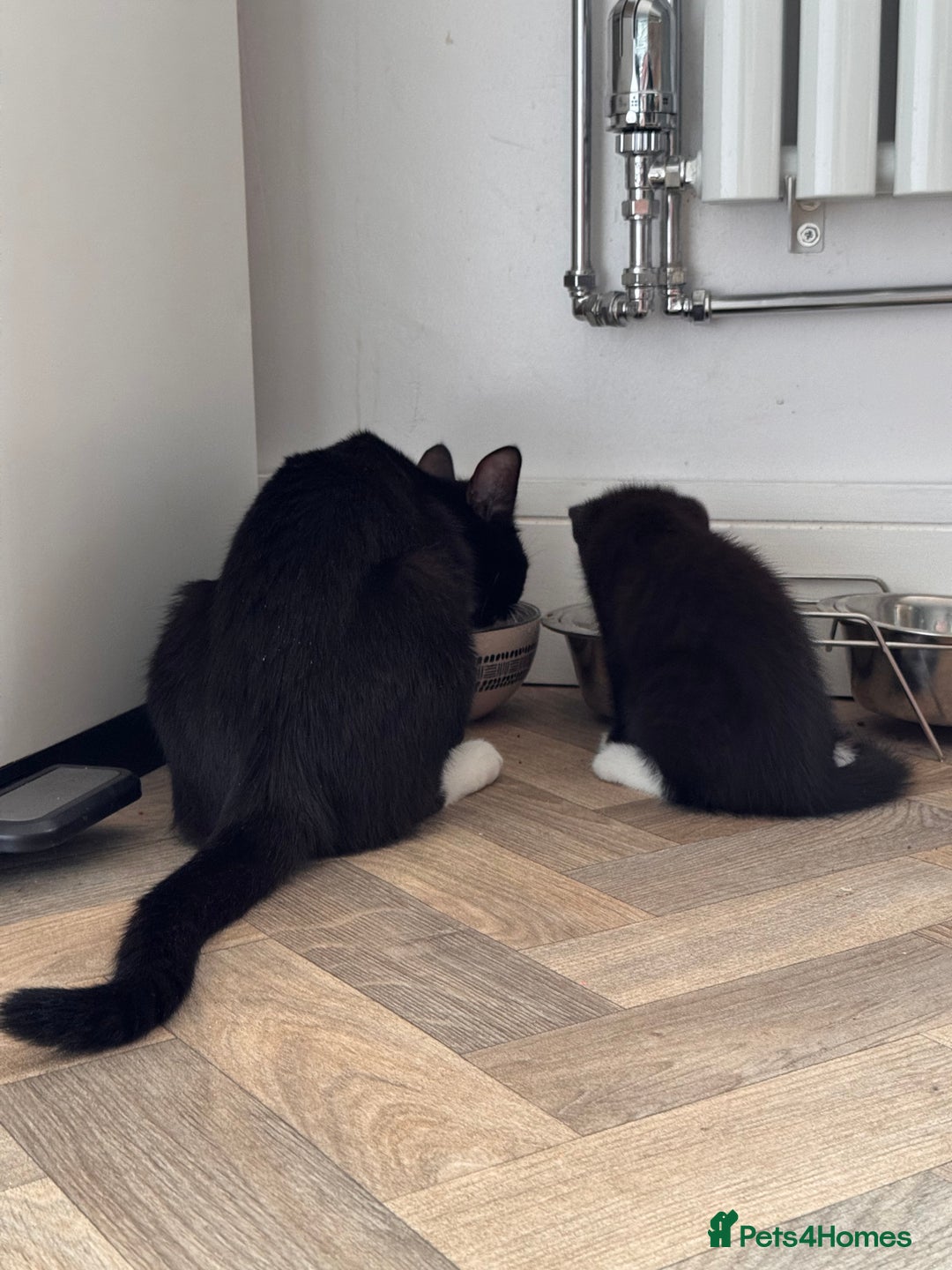 Mixed Breed cats for sale: Tuxedo kitten looking for a new home - Image 3