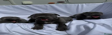 Staffordshire Bull Terrier 2