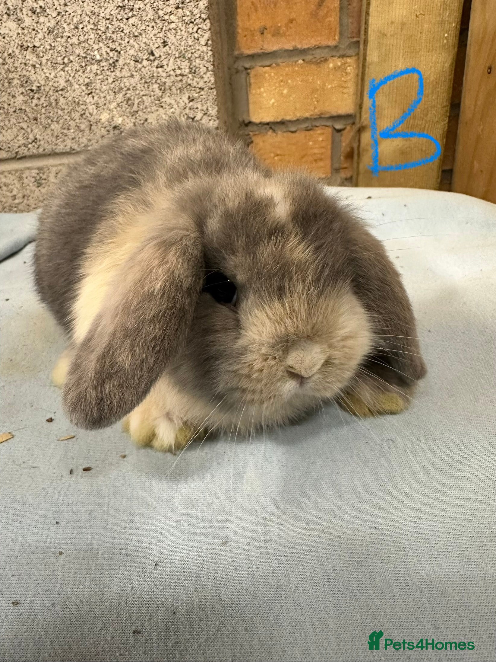 Mini Lop rabbits Mini Lop Rabbits  - Advert 1