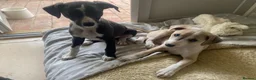 Whippet dogs for sale: KC Registered Pedigree Whippet Puppies for Sale in Salisbury - Advert 7