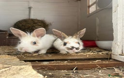 Mixed Breed rabbits for sale: Baby Rabbits  - Image 22