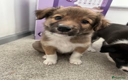 Mixed Breed dogs for sale: Collie Puppies for Sale - Image 9