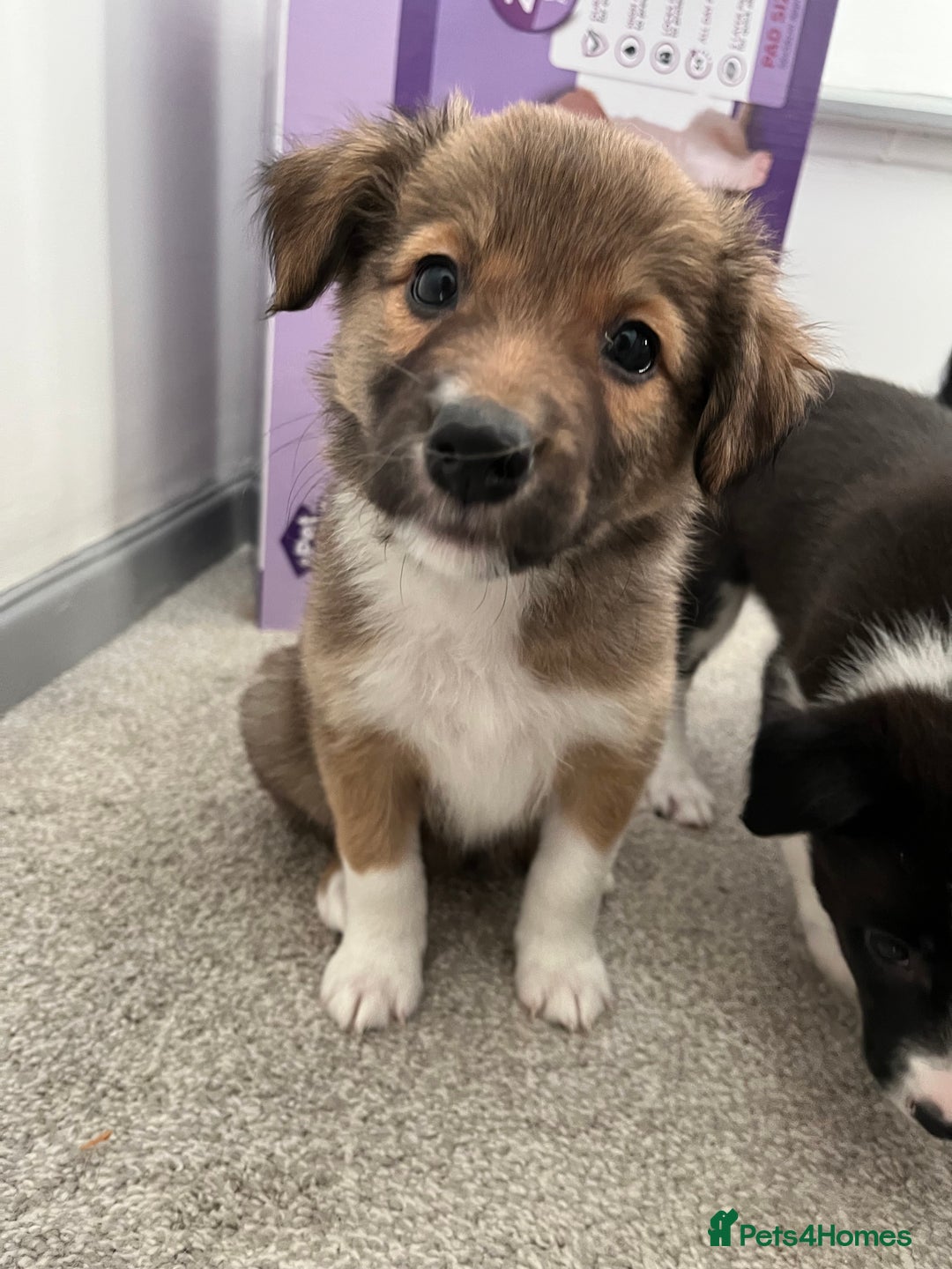 Mixed Breed dogs for sale: Collie Puppies for Sale - Image 9