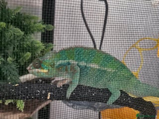 Chameleon reptiles Nosy B Chameleon - Advert 11