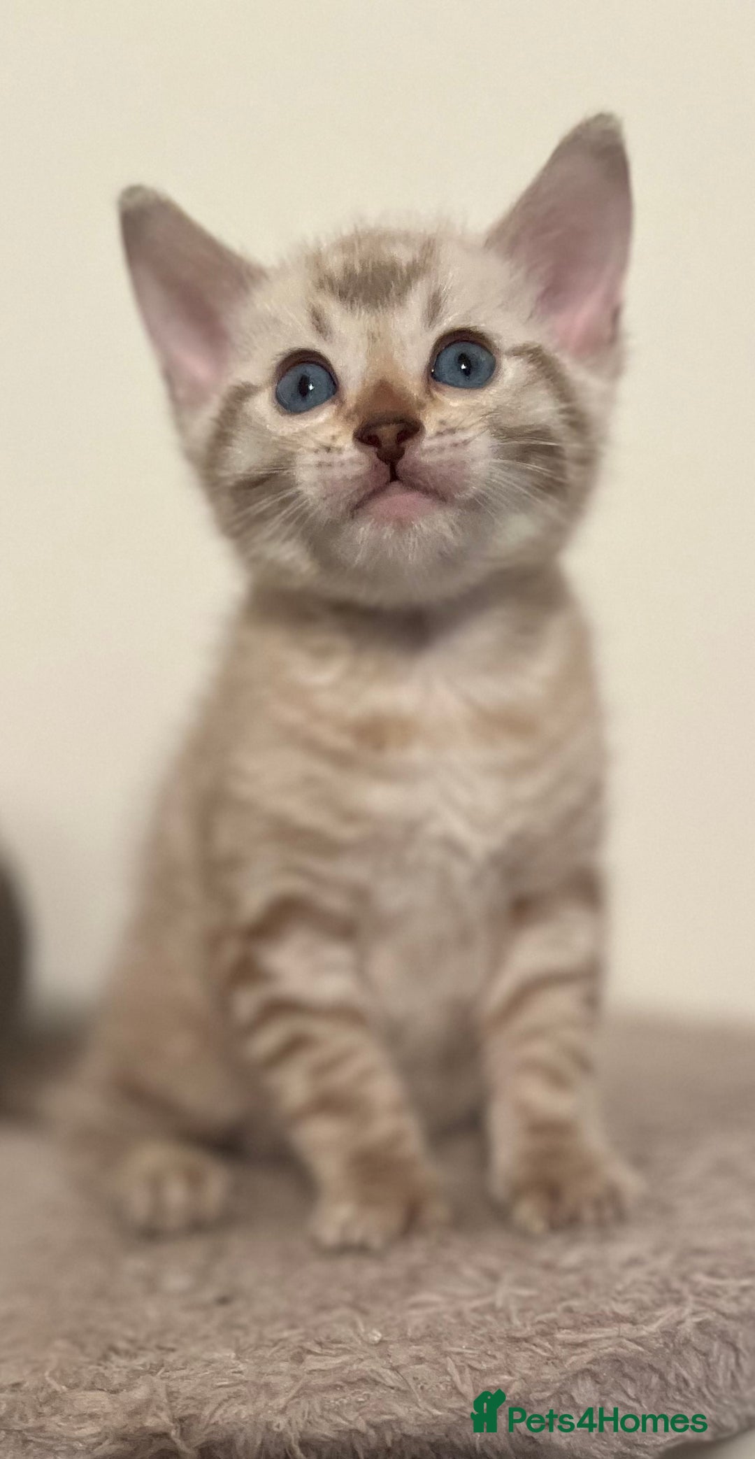 Bengal cats for sale: BIG BOY SNOW LYNX  - Advert 3