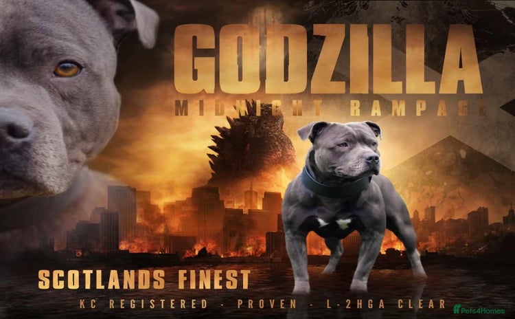 Staffordshire Bull Terrier dogs - Advert 1