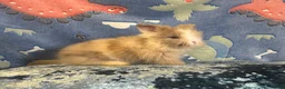 Lionhead rabbits for sale: Adorable double mane lionhead baby bunnies  - Advert 6
