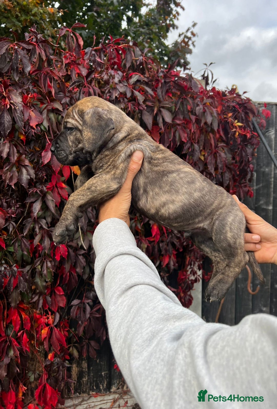 Presa Canario dogs for sale: 🏆UKC Pedigree Champion blood Presa Canario pups🏆 - Image 2