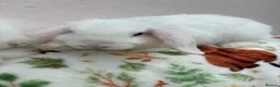 Mini Lop rabbits for sale: Mini lops-vaccinated-raised indoors  - Advert 6