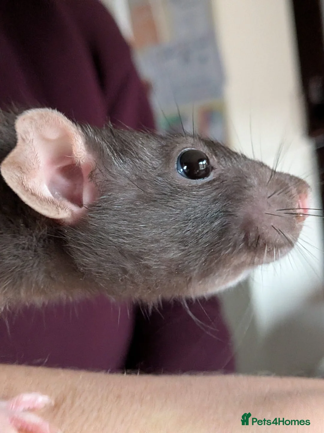 Rat rodents for sale: 2 bonded female rats in Middlesbrough - Advert 2