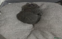 British Shorthair cats for sale: 2 british shorthair and ragdoll mix for sale!  - Image 5