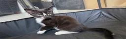 Mixed Breed cats for sale: Cheeky Kittens available- no cost - Advert 3