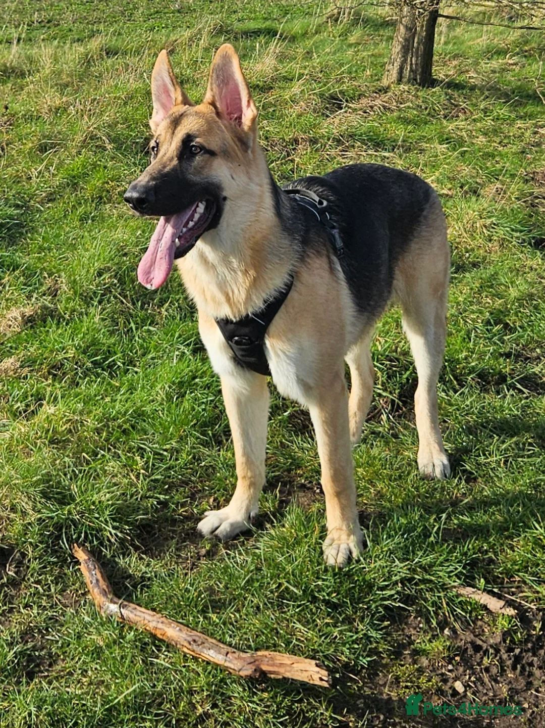 German Shepherd dogs for sale: GSD Puppy - 5 Star home required - Advert 1