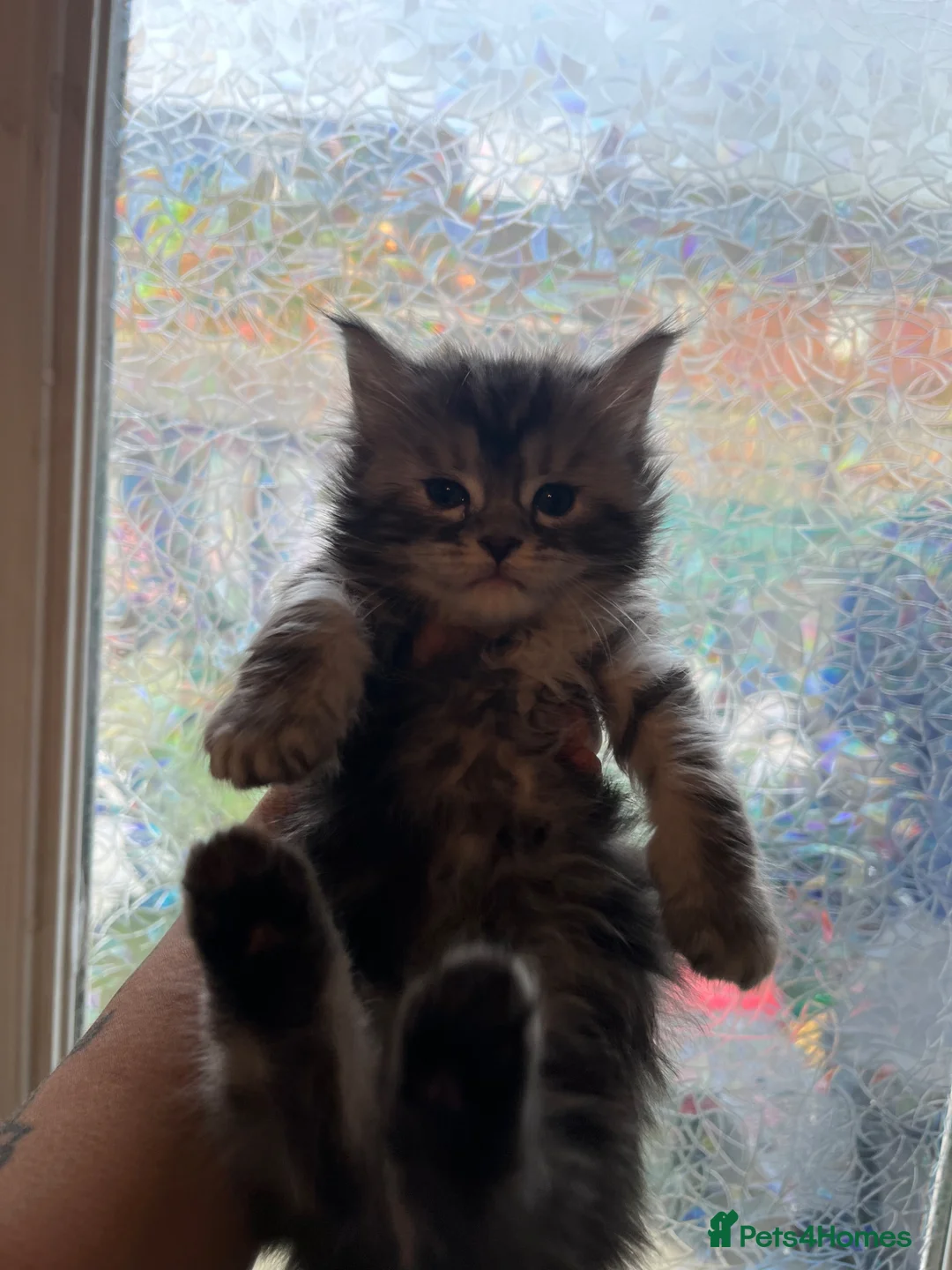 Maine Coon cats for sale: Maine coon kittens  - Advert 1