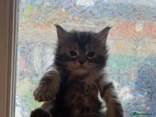 Maine Coon cats Maine coon kittens - Advert 2