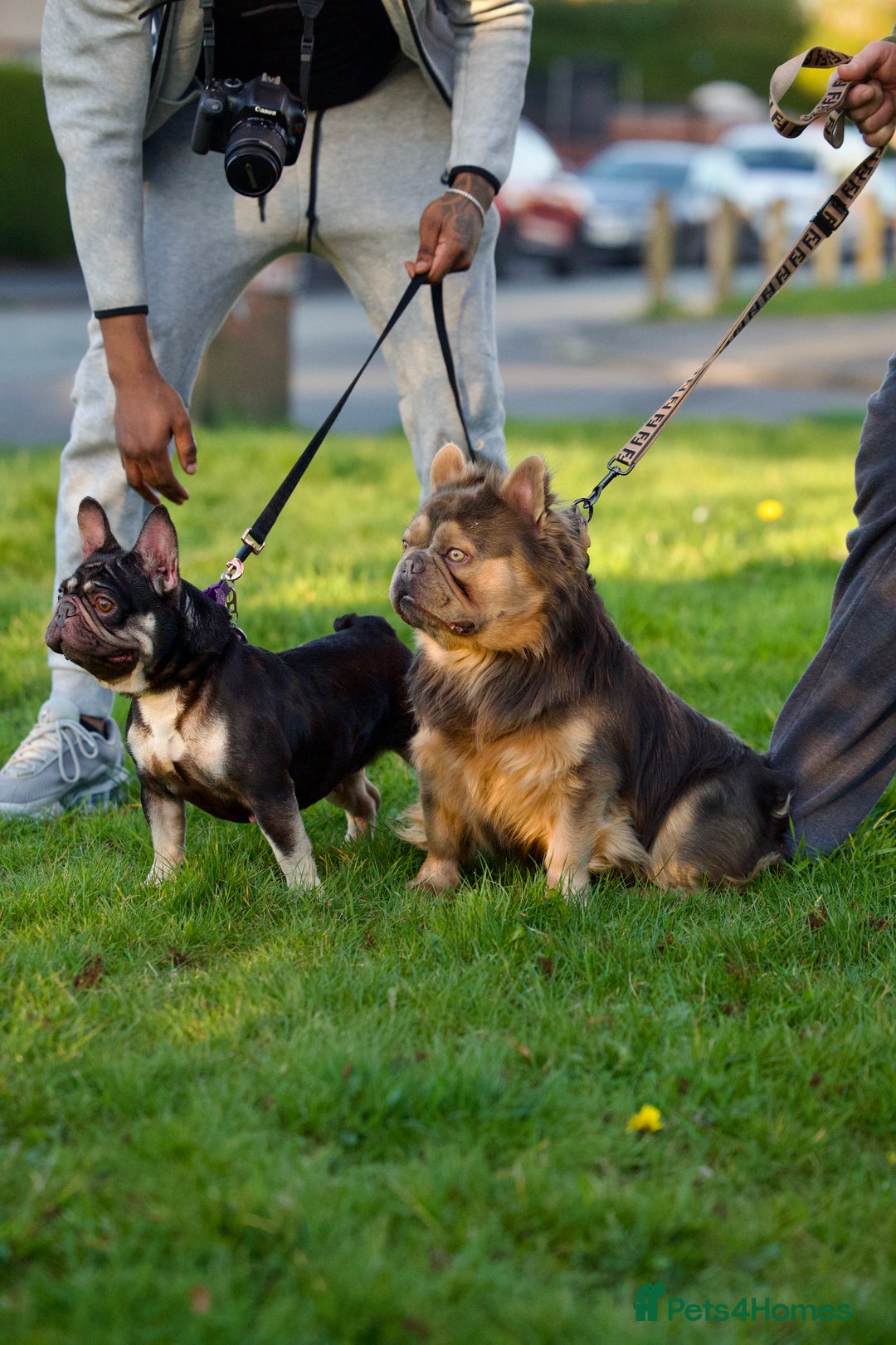 French Bulldog dogs for sale: ‼️💙Blue The Frenchie💙‼️ - Advert 2