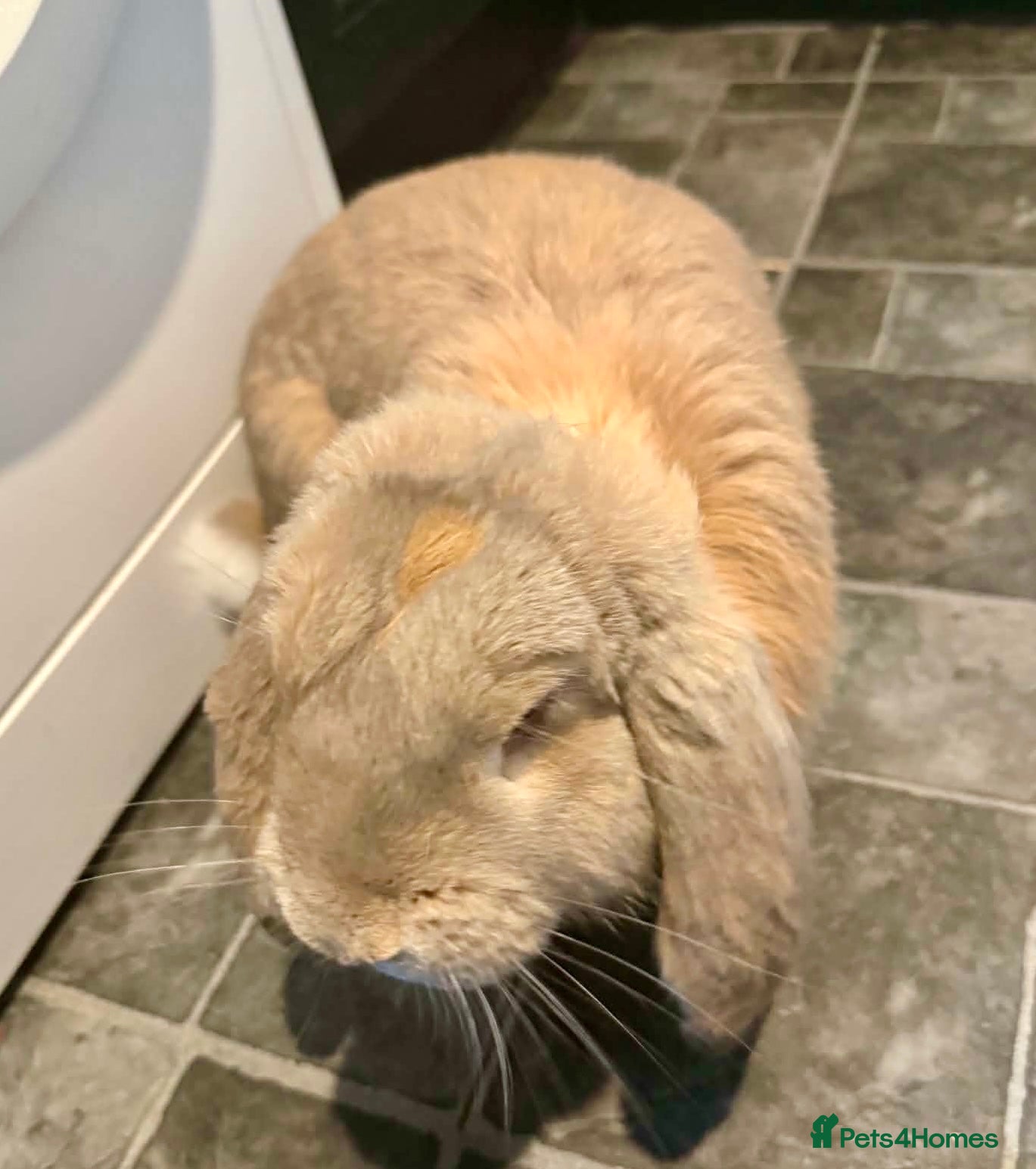 French Lop rabbits Male French lop  - Advert 1