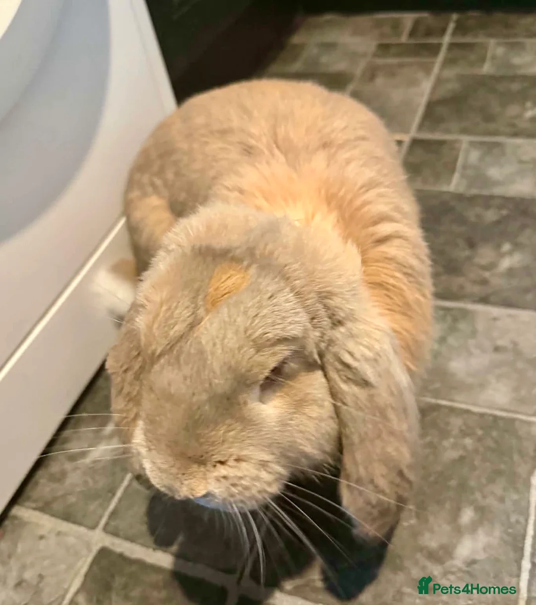 French Lop rabbits for sale: Male French lop  - Advert 1