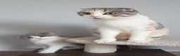 Scottish Fold cats for sale: Beautiful kittens - Advert 8
