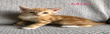 Max