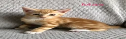 Mixed Breed cats for sale: Kittens for sale  in Hungerford - Advert 11