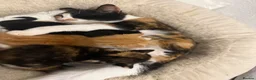 Mixed Breed cats for sale: Mixed Breed Litter in Coventry - Advert 1