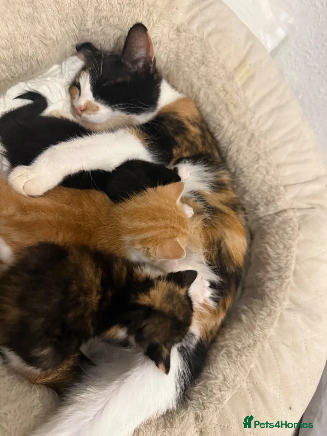 Mixed Breed cats for sale: Mixed Breed Litter in Coventry - Advert 1