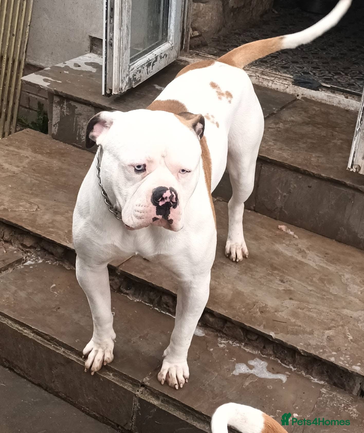Caesar 