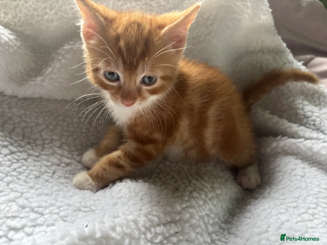 British Shorthair cats for sale: Only boy left  - Advert 2