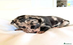 Whippet dogs for sale: Whippet/bedlington + whippet/collie - Image 2