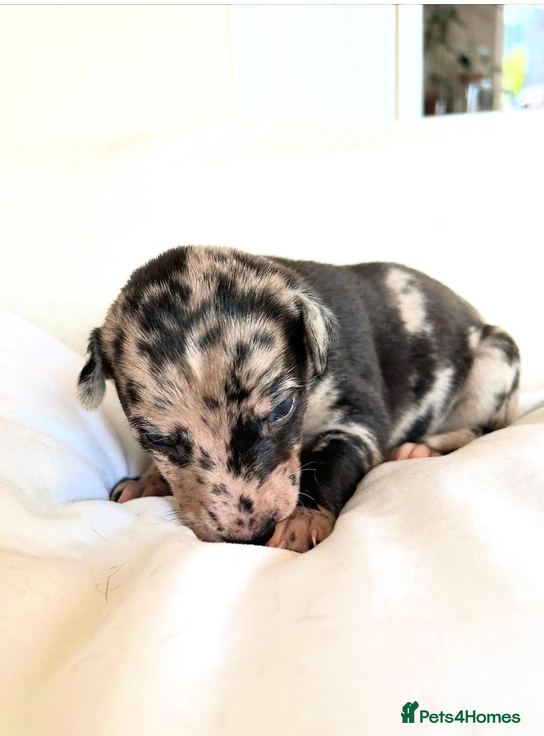 Whippet dogs for sale: Whippet/bedlington + whippet/collie - Image 2