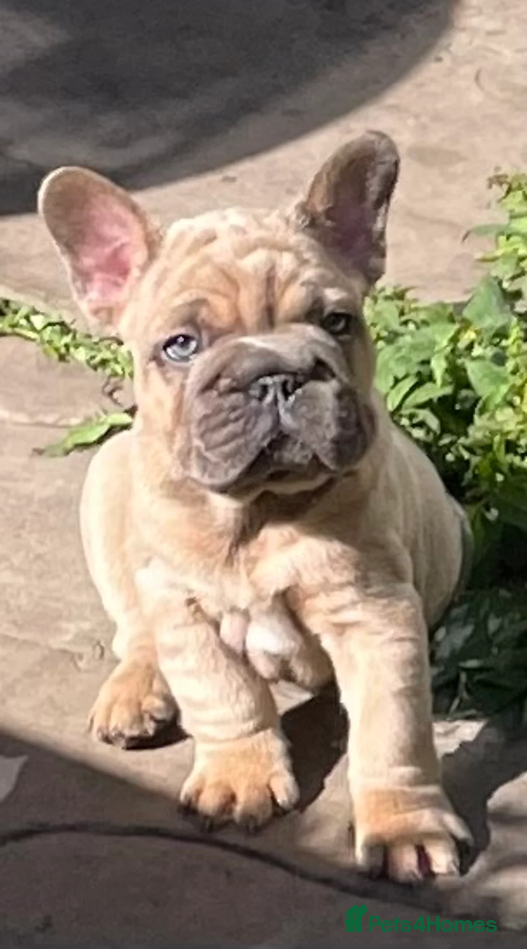 French Bulldog dogs for sale: KC HEALTH TESTED FRENCH BULLDOG PUPPIES  - Advert 6