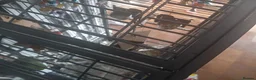 Ringnecks birds for sale: Male ring neck - Advert 9