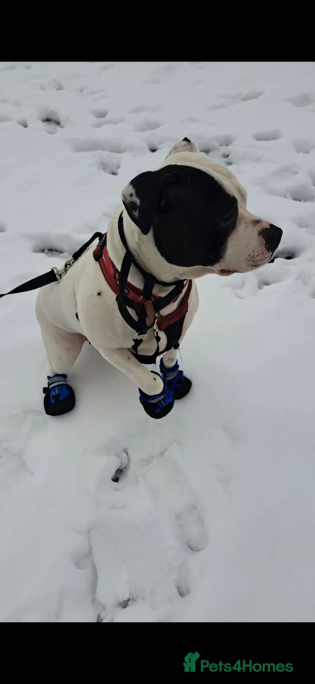 Mixed Breed dogs for sale: 5 year old kia - Advert 2