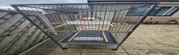 Parrots birds for sale: Green Indian Ring Neck Parrot - Male - parrot/cage - Advert 4