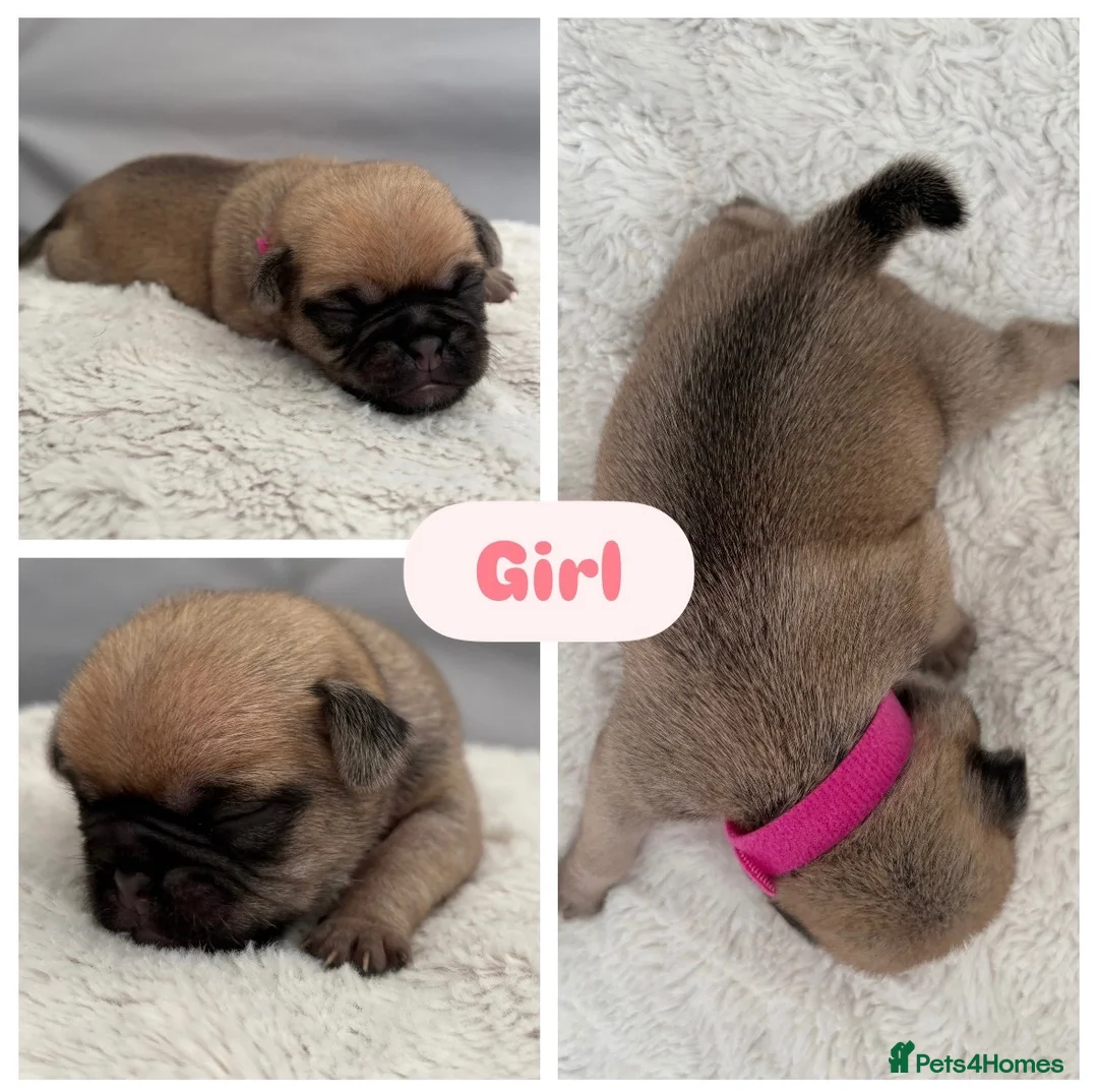 Pug dogs for sale: Beautiful Purebred Pug Pups (Parents can be seen) - Advert 15