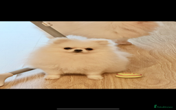 Pomeranian dogs for sale: Tiny white Pomeranian girl Russian import - Image 5