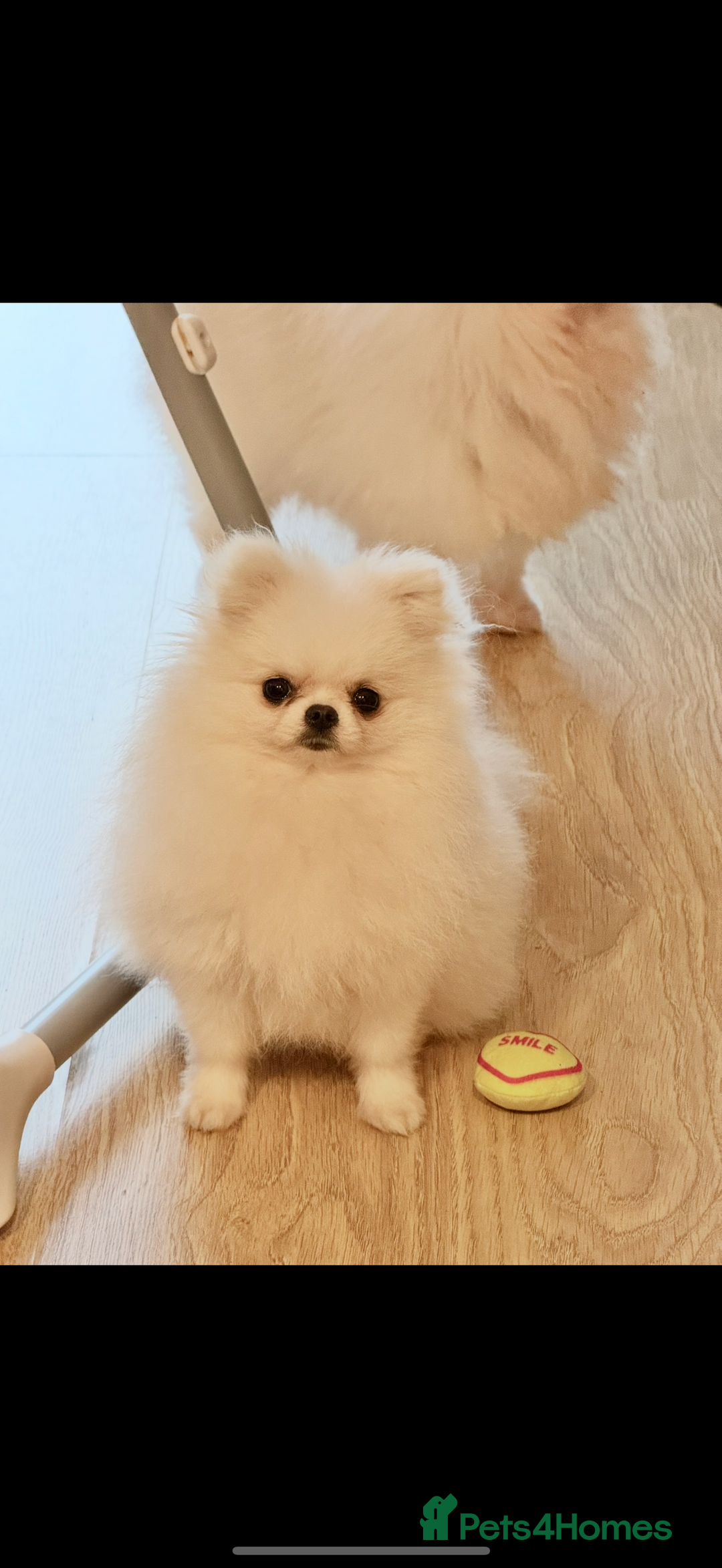 Pomeranian dogs for sale: Tiny white Pomeranian girl Russian import - Image 5
