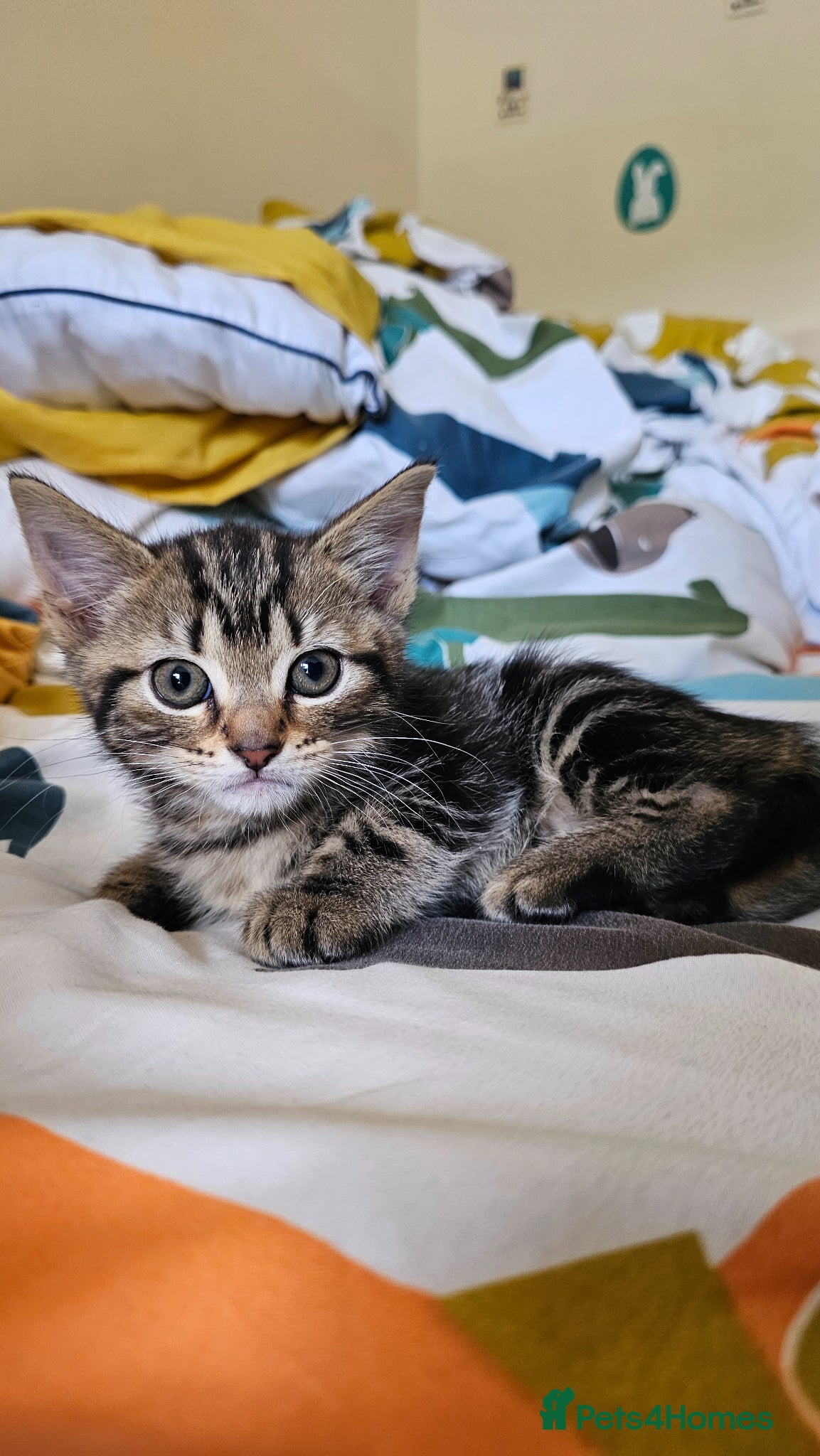 Mixed Breed cats for sale: Mixed Gray British Shorthair kittens 🩶 - Advert 2
