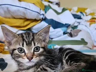 Mixed Breed cats for sale: Mixed Gray British Shorthair kittens 🩶 - Advert 2