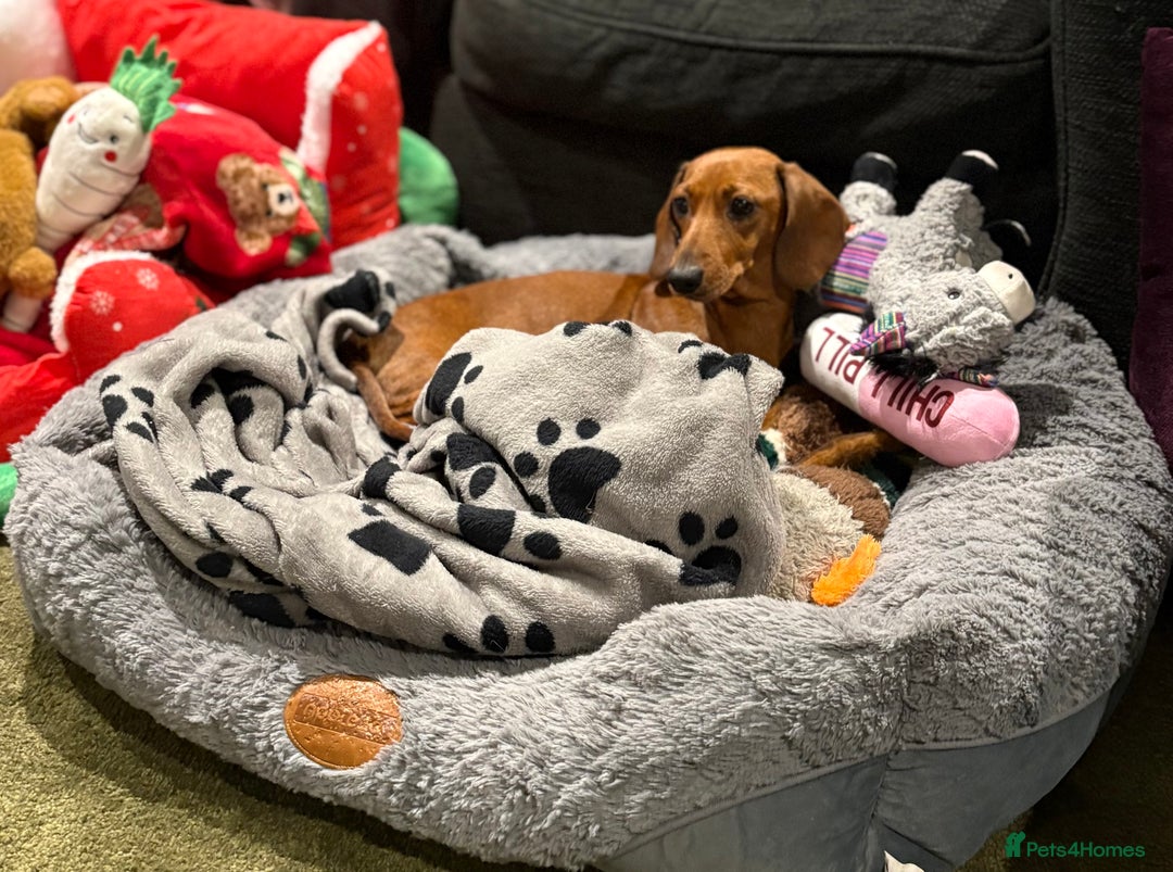 Miniature Dachshund dogs for sale: Vanitonia Miniature Smooth Dachshunds   - Advert 3