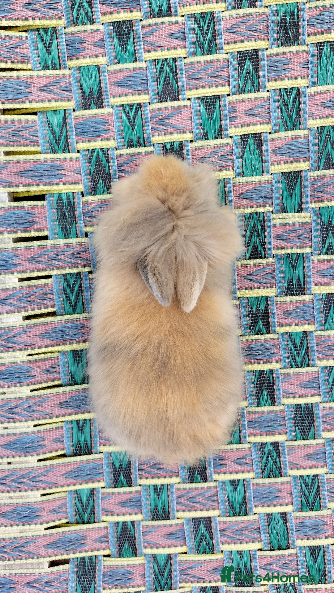 Lionhead rabbits for sale: Fluffy Pure Lionhead Baby Bunnies - Rare colours - Image 10
