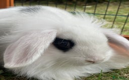 Mini Lop rabbits for sale: Beautiful Mini Lop Babies - Image 12