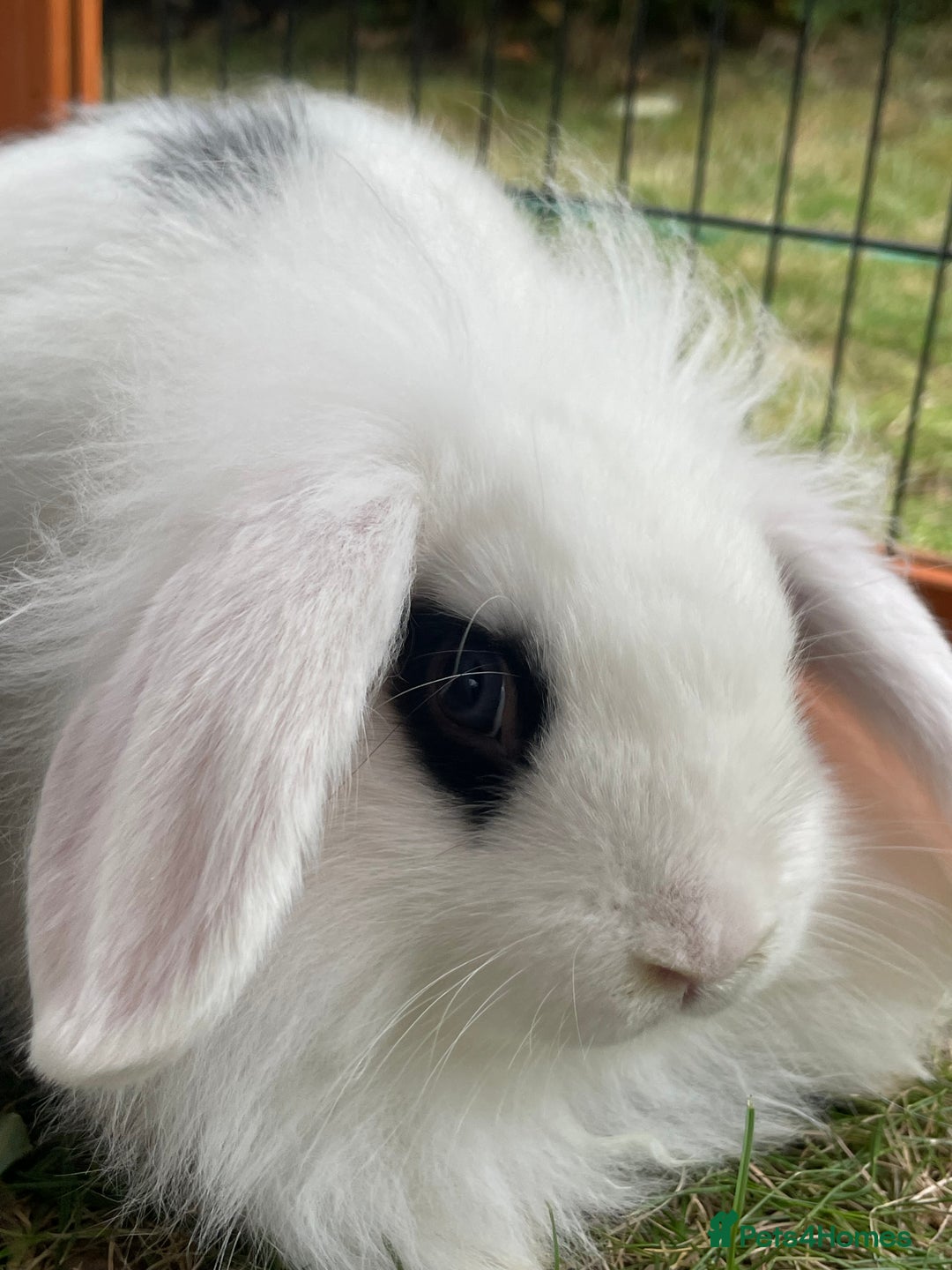 Mini Lop rabbits for sale: Beautiful Mini Lop Babies - Image 12