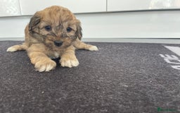Cavapoochon dogs for sale: Beautiful Cavapoochon puppies for sale  - Image 14